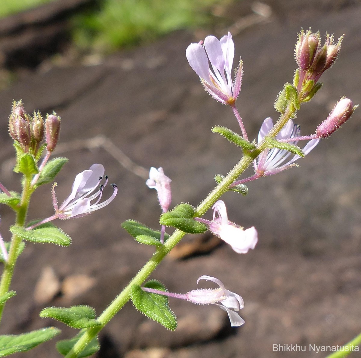 Cleome monophylla L.